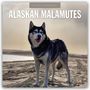 Robin Red: Alaskan Malamutes - Alaskischer Malamute 2026 - 16-Monatskalender, KAL