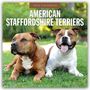 Robin Red: American Staffordshire Terriers - American Staffordshire Terrier 2026 - 16-Monatskalender, KAL
