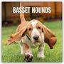 Robin Red: Basset Hounds - Basset Hound 2026 - 16-Monatskalender, KAL