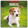 Robin Red: Beagles - Beagle 2026 - 16-Monatskalender, KAL