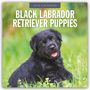 Robin Red: Black Labrador Retriever Puppies - Schwarze Labrador Retriever Welpen 2026 - 16-Monatskalender, KAL