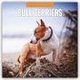 Robin Red: Bull Terriers - Bullterrier 2026 - 16-Monatskalender, KAL