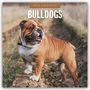 Robin Red: Bulldogs - Bulldoggen 2026 - 16-Monatskalender, KAL