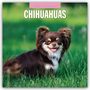 Robin Red: Chihuahuas - Chihuahua 2026 - 16-Monatskalender, KAL