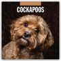 Robin Red: Cockapoos - Cockapoo 2026 - 16-Monatskalender, KAL