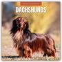 Robin Red: Dachshunds - Dackel - Dachshunde 2026 - 16-Monatskalender, KAL