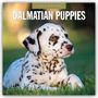 Robin Red: Dalmatian Puppies - Dalmatiner Welpen 2026 - 16-Monatskalender, KAL