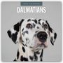 Robin Red: Dalmatians - Dalmatiner 2026 - 16-Monatskalender, KAL