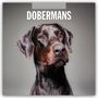 Robin Red: Dobermans - Dobermann 2026 - 16-Monatskalender, KAL