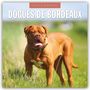 Robin Red: Dogues de Bordeaux - Bordeauxdoggen - Bordeaux Doggen 2026 - 16-Monatskalender, KAL