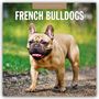 Robin Red: French Bulldogs - Französische Bulldoggen 2026 - 16-Monatskalender, KAL