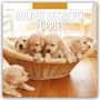 Robin Red: Golden Retriever Puppies - Golden Retriever Welpen 2026 - 16-Monatskalender, KAL