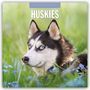 Robin Red: Huskies - Husky - Huskys 2026 - 16-Monatskalender, KAL