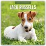 Robin Red: Jack Russells - Jack Russell Terrier 2026 - 16-Monatskalender, KAL