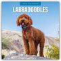 Robin Red: Labradoodles - Labradoodle 2026 - 16-Monatskalender, KAL