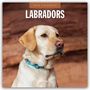 Robin Red: Labradors - Labradore - Labrador Retriever 2026 - 16-Monatskalender, KAL