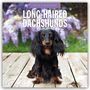 Robin Red: Long-Haired Dachshunds - Langhaardackel 2026 - 16-Monatskalender, KAL