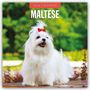 Robin Red: Maltese - Malteser 2026 - 16-Monatskalender, KAL