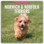 Robin Red: Norwich Terrier und Norfolk Terrier 2026 - 16-Monatskalender, KAL