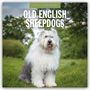 Robin Red: Old English Sheepdogs - Bobtail 2026 - 16-Monatskalender, KAL