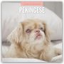 Robin Red: Pekingese - Pekinese - Peking Palasthund 2026 - 16-Monatskalender, KAL
