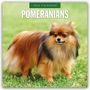 Robin Red: Pomeranians - Zwergspitz - Pomeranian Zwergspitz 2026 - 16-Monatskalender, KAL
