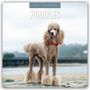 Robin Red: Poodles - Pudel 2026 - 16-Monatskalender, KAL