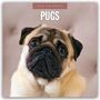 Robin Red: Pugs - Mops 2026 - 16-Monatskalender, KAL