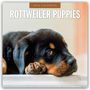 Robin Red: Rottweiler Puppies - Rottweiler Welpen 2026 - 16-Monatskalender, KAL