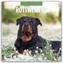 Robin Red: Rottweilers - Rottweiler 2026 - 16-Monatskalender, KAL