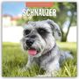 Robin Red: Schnauzer 2026 - 16-Monatskalender, KAL