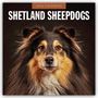 Robin Red: Shetland Sheepdogs - Sheltie 2026 - 16-Monatskalender, KAL