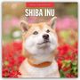 Robin Red: Shiba Inu 2026 - 16-Monatskalender, KAL
