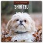 Robin Red: Shih Tzu 2026 - 16-Monatskalender, KAL