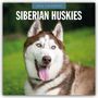 Robin Red: Siberian Huskies - Sibirischer Husky - Sibirische Huskys 2026 - 16-Monatskalender, KAL