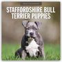 Robin Red: Staffordshire Bull Terrier Puppies - Staffordshire Bullterrier Welpen 2026 - 16-Monatskalender, KAL