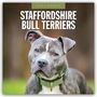 Robin Red: Staffordshire Bull Terriers - Staffordshire Bullterrier 2026 - 16-Monatskalender, KAL