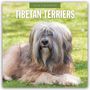 Robin Red: Tibetan Terriers - Tibet Terrier 2026 - 16-Monatskalender, KAL
