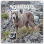 Robin Red: Weimaraners - Weimaraner 2026 - 16-Monatskalender, KAL