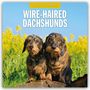 Robin Red: Wire-Haired Dachshunds - Rauhaardackel 2026 - 16-Monatskalender, KAL