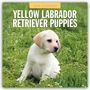 Robin Red: Yellow Labrador Retriever Puppies - Gelbe Labrador Retriever Welpen 2026 - 16-Monatskalender, KAL