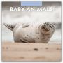 Text: "2027 CALENDAR" und "BABY ANIMALS". Ein Baby-Robbe liegt entspannt am Strand mit verschwommenem Wasser im Hintergrund.