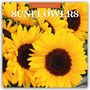 Robin Red: Sunflowers - Sonnenblumen 2026 - 16-Monatskalender, KAL
