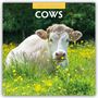 Text: "2027 CALENDAR" oben und "COWS" darunter. Eine weiße Kuh liegt auf einer Wiese mit gelben Blumen, umgeben von grünem Gras.