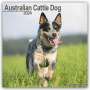 Avonside Publishing Ltd: Australian Cattle Dog - Australische Cattle Dogs 2024 - 16-Monatskalender, KAL