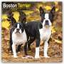 Avonside Publishing Ltd: Boston Terrier 2024 - 16-Monatskalender, KAL