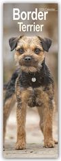 Avonside Publishing Ltd: Border Terrier 2024, KAL