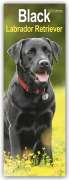 Avonside Publisher Ltd: Black Labrador Retriever - Schwarze Labrador Retriever 2024, KAL