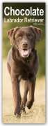 Avonside Publisher Ltd: Chocolate Labrador Retriever - Schokoladenfarbene Labrador Retriever 2024, KAL