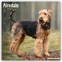 Avonside Publishing: Airedale Terrier 2025 - 16-Monatskalender, KAL